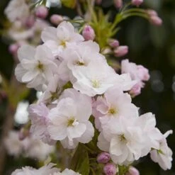 Flowering Cherry Collection 12 Flowering Cherry Collection -You Garden 500124 5