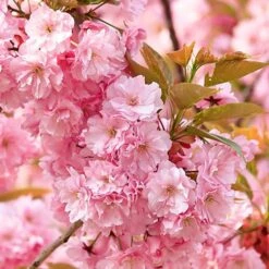 Flowering Cherry Collection 13 Flowering Cherry Collection -You Garden 500124 6