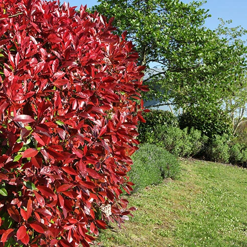 Photinia 'Little Red Robin' 1 Photinia 'Little Red Robin'
