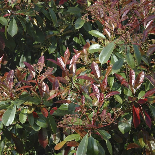Photinia 'Little Red Robin' 3 Photinia 'Little Red Robin' - Image 3