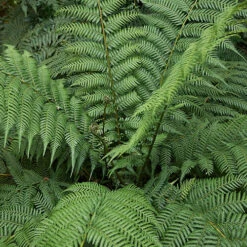 Tree Fern 'Dicksonia Antarctica' -You Garden 500233 5