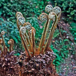 Dicksonia Antartica 9cm X3 3 Dicksonia Antartica 9cm X3 -You Garden 500244 1