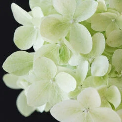 Hydrangea Magical Candle' 40/45cm Br X3 -You Garden 500247 2