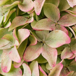 Hydrangea Magical Candle' 40/45cm Br X3 -You Garden 500247 3