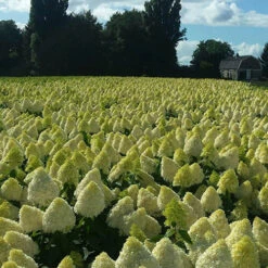 Hydrangea Magical Candle' 40/45cm Br X3 -You Garden 500247 4