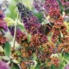 Buddleia 'Flower Power'