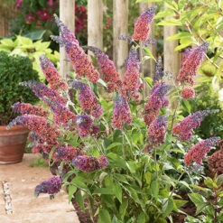 Buddleia 'Flower Power' -You Garden 510003 2