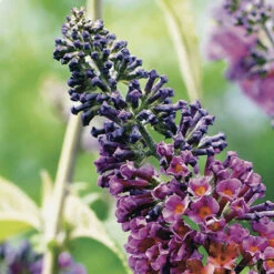 Buddleia 'Flower Power' -You Garden 510003 3