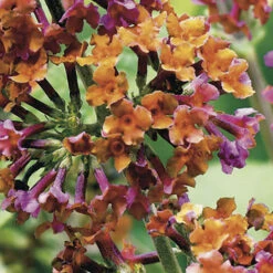 Buddleia 'Flower Power' -You Garden 510003 4