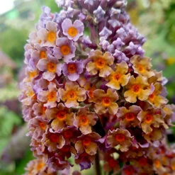 Buddleia 'Flower Power' -You Garden 510003 5