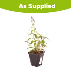 Buddleia 'Flower Power' -You Garden 510003 6