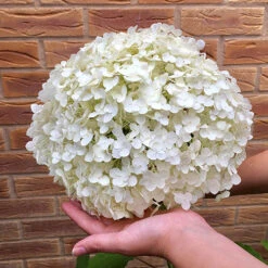Tree Hydrangea 'Incrediball' 11 Tree Hydrangea 'Incrediball' -You Garden 510009 2