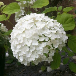 Tree Hydrangea 'Incrediball' 13 Tree Hydrangea 'Incrediball' -You Garden 510009 4