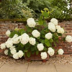 Tree Hydrangea 'Incrediball' 14 Tree Hydrangea 'Incrediball' -You Garden 510009 5
