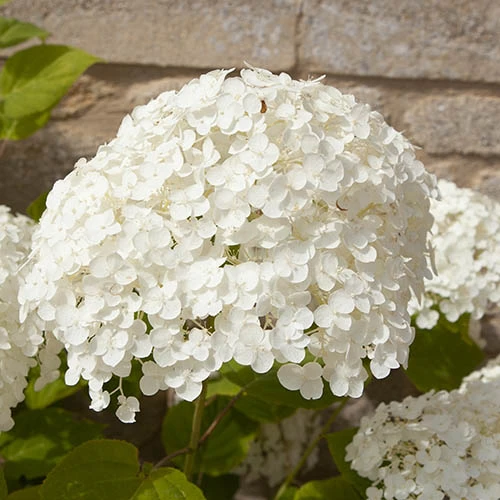 Tree Hydrangea 'Incrediball' 8 Tree Hydrangea 'Incrediball' - Image 8