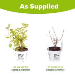 Tree Hydrangea 'Incrediball' 17 Tree Hydrangea 'Incrediball' -You Garden 510009 8