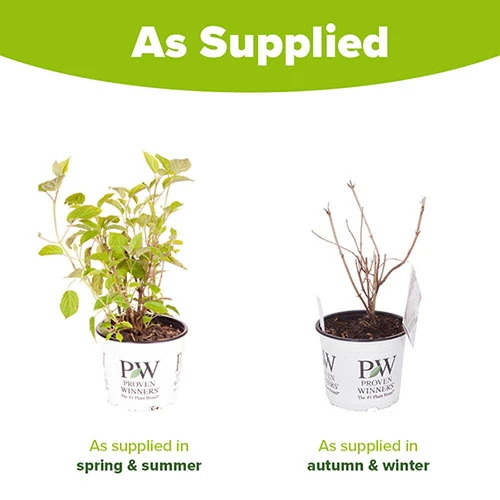 Tree Hydrangea 'Incrediball' 9 Tree Hydrangea 'Incrediball' - Image 9