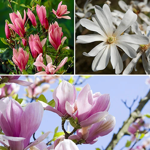 Fragrant Magnolia Collection 1 Fragrant Magnolia Collection