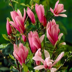 Fragrant Magnolia Collection 6 Fragrant Magnolia Collection -You Garden 510013 1