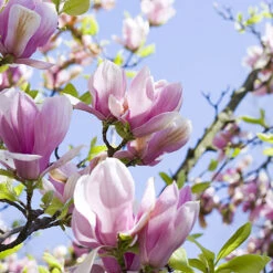 Fragrant Magnolia Collection 8 Fragrant Magnolia Collection -You Garden 510013 3