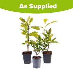 Fragrant Magnolia Collection 9 Fragrant Magnolia Collection -You Garden 510013 4