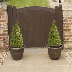 Pair Of Buxus Box Pyramids