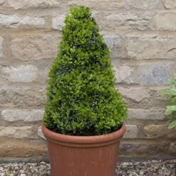 Pair Of Buxus Box Pyramids 12 Pair Of Buxus Box Pyramids -You Garden 510034 4