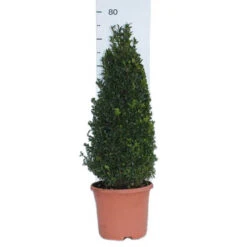 Pair Of Buxus Box Pyramids 13 Pair Of Buxus Box Pyramids -You Garden 510034 5