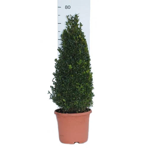 Pair Of Buxus Box Pyramids 6 Pair Of Buxus Box Pyramids - Image 6