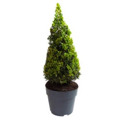 Pair Of Buxus Box Pyramids 15 Pair Of Buxus Box Pyramids -You Garden 510034 7