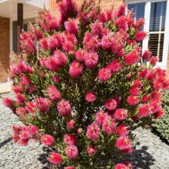 Bottlebrush Plant Callistemon Citrinus