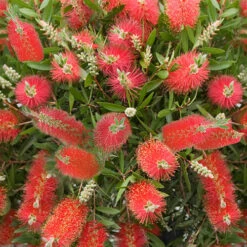 Bottlebrush Plant Callistemon Citrinus -You Garden 510046 3