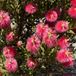 Bottlebrush Plant Callistemon Citrinus -You Garden 510046 4