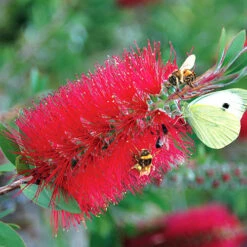 Bottlebrush Plant Callistemon Citrinus -You Garden 510046 5