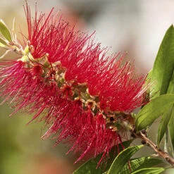 Bottlebrush Plant Callistemon Citrinus -You Garden 510046 6