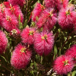 Bottlebrush Plant Callistemon Citrinus -You Garden 510046 7