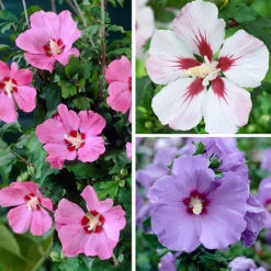 Hardy Hibiscus Collection - 3 Varieties