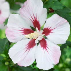 Hardy Hibiscus Collection - 3 Varieties -You Garden 510152 2
