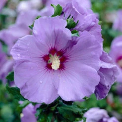 Hardy Hibiscus Collection - 3 Varieties -You Garden 510152 3