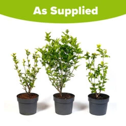 Hardy Hibiscus Collection - 3 Varieties -You Garden 510152 4