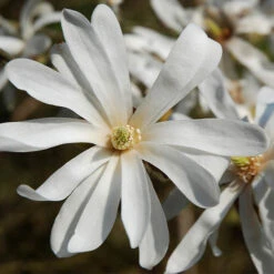 Magnolia Collection -You Garden 510153 2