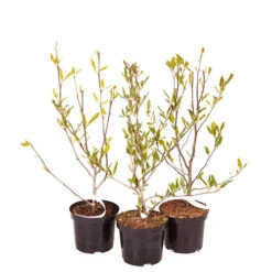 Magnolia Collection -You Garden 510153 4