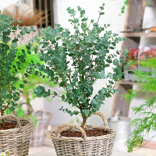 Pair Of Eucalyptus Gunnii 'Azura' 2 Pair Of Eucalyptus Gunnii 'Azura' - Image 2