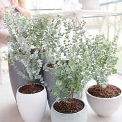Pair Of Eucalyptus Gunnii 'Azura' 5 Pair Of Eucalyptus Gunnii 'Azura' -You Garden 510160 2