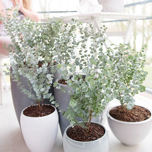 Eucalyptus Gunnii 'Azura' 3 Eucalyptus Gunnii 'Azura' - Image 3