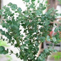 Eucalyptus Gunnii 'Azura' 9 Eucalyptus Gunnii 'Azura' -You Garden 510161 3