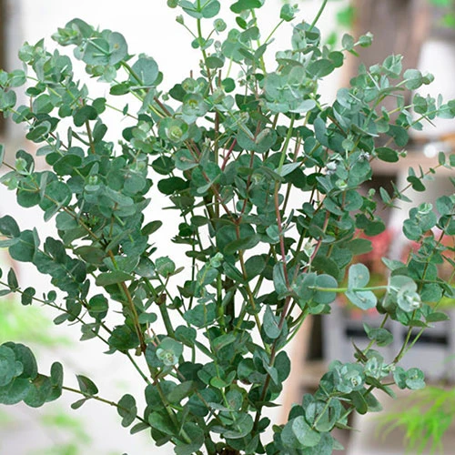 Eucalyptus Gunnii 'Azura' 4 Eucalyptus Gunnii 'Azura' - Image 4