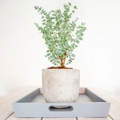 Eucalyptus Gunnii 'Azura' 10 Eucalyptus Gunnii 'Azura' -You Garden 510161 4