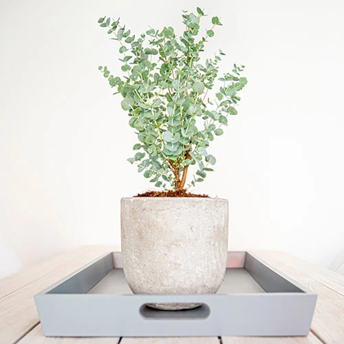 Eucalyptus Gunnii 'Azura' 5 Eucalyptus Gunnii 'Azura' - Image 5