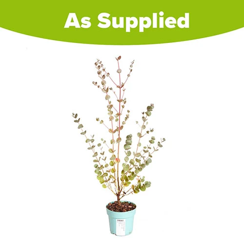 Eucalyptus Gunnii 'Azura' 6 Eucalyptus Gunnii 'Azura' - Image 6